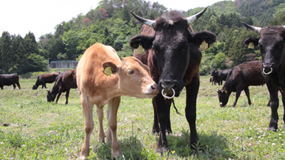 被ばく牛と生きる